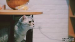 “九九乘法表”英文怎么翻译？